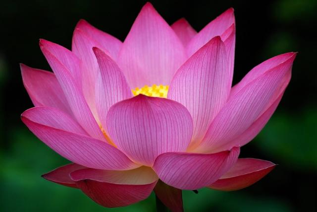 lotusbloem